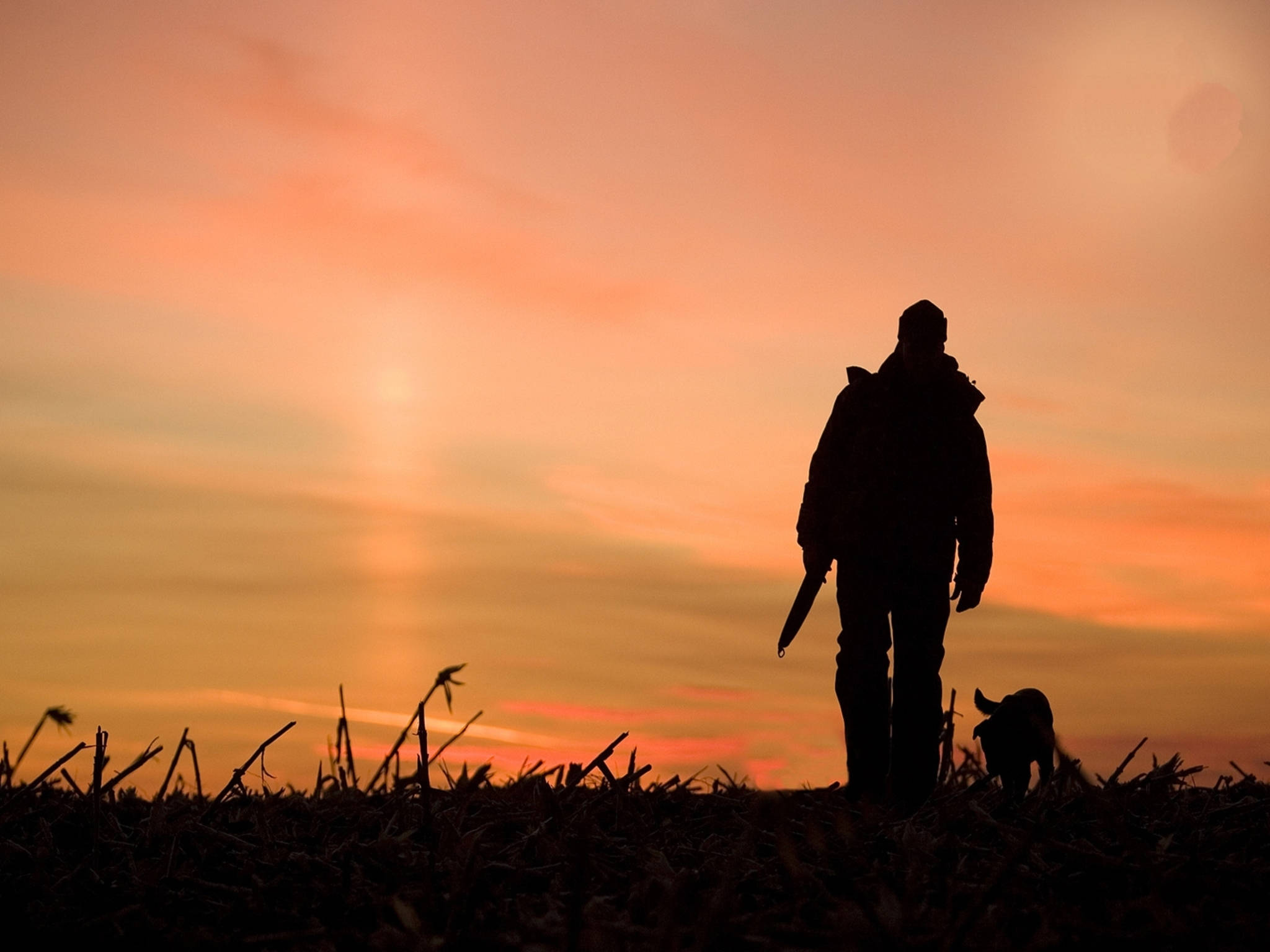 Hunting Dog, firey sunset, harvested field, Full HD Desktop Wallpaper