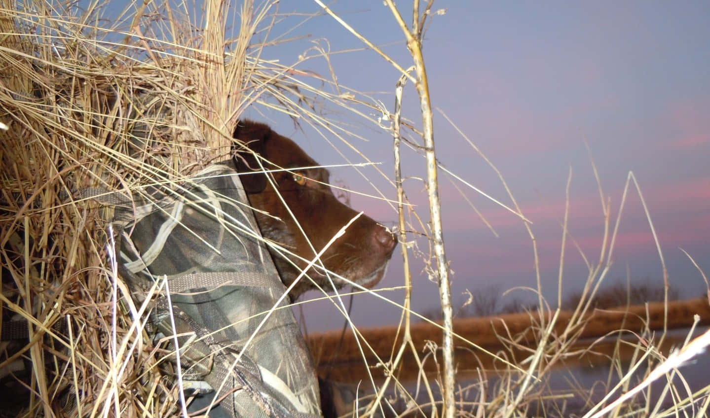 hunting dog, twilight sky, pink and purple hues, HD Desktop Wallpaper
