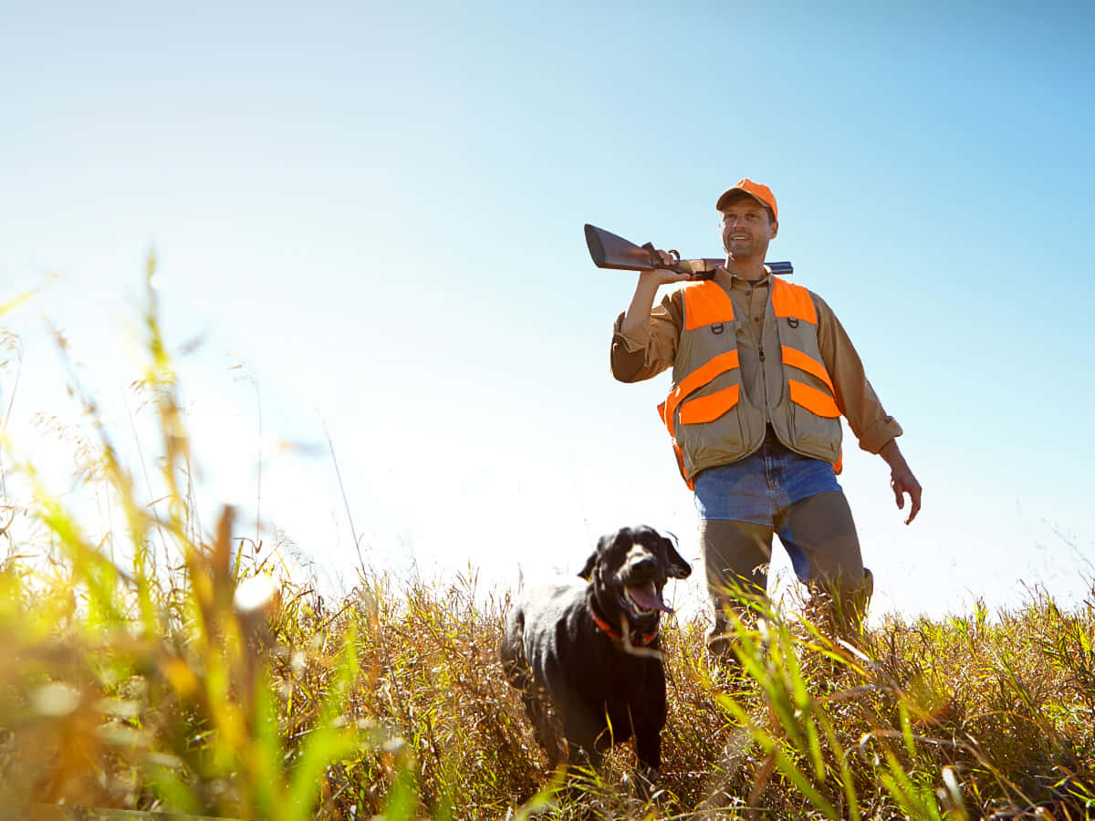 black hunting dog, bright orange gear, tall golden grass, SD Desktop Wallpaper