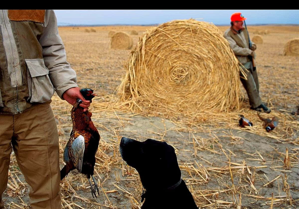 hunting dog, pheasant, dry field, SD Desktop Wallpaper