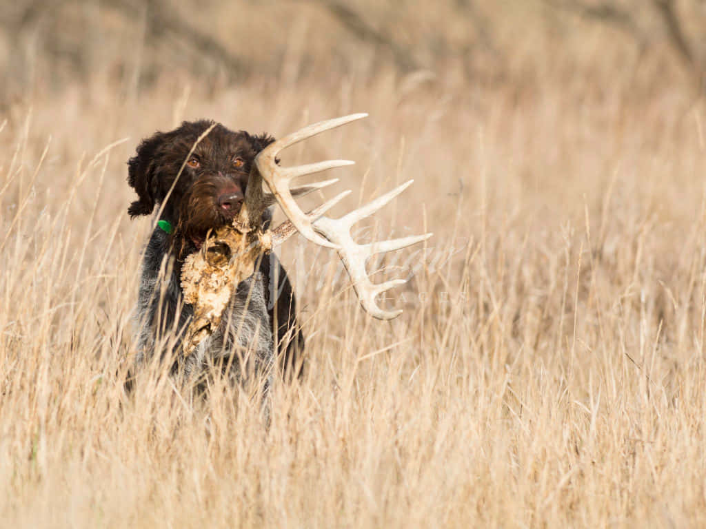 brown hunting dog, large deer skull with antlers, tall golden grass, SD Desktop Wallpaper