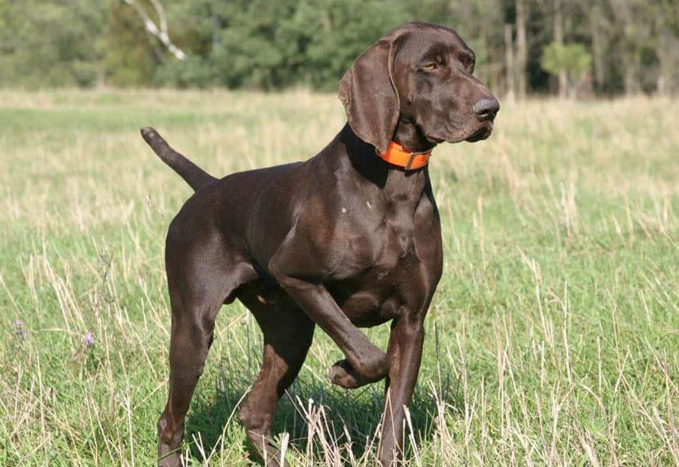 chocolate German Shorthaired Pointer, tall grass, bright orange collar, SD Desktop Wallpaper