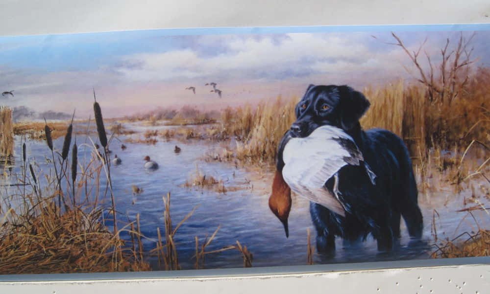 hunting dog, duck, marsh, SD Desktop Wallpaper