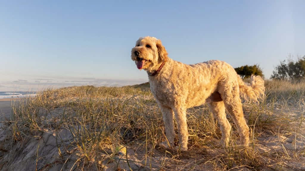 hunting dog, sunlit beach dune, ocean waves, SD Desktop Wallpaper