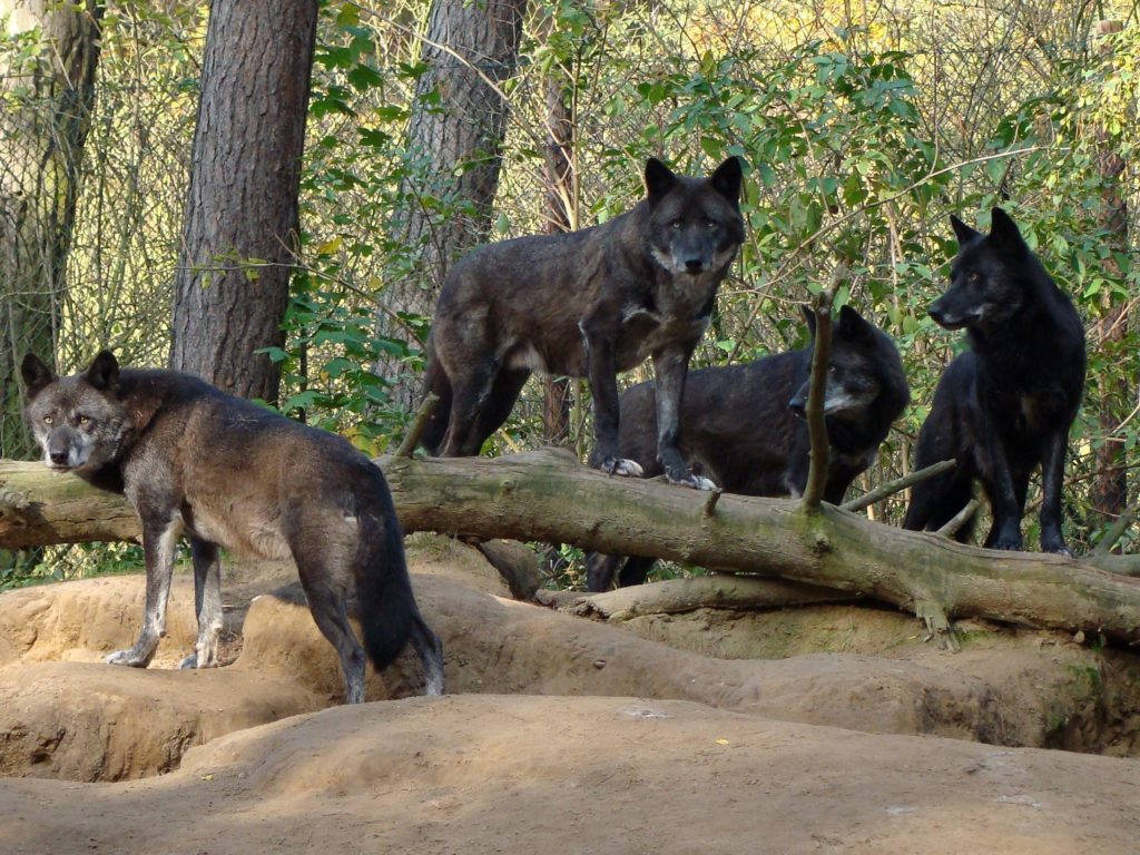 black wolves, fallen log, sunlit forest, SD Desktop Wallpaper