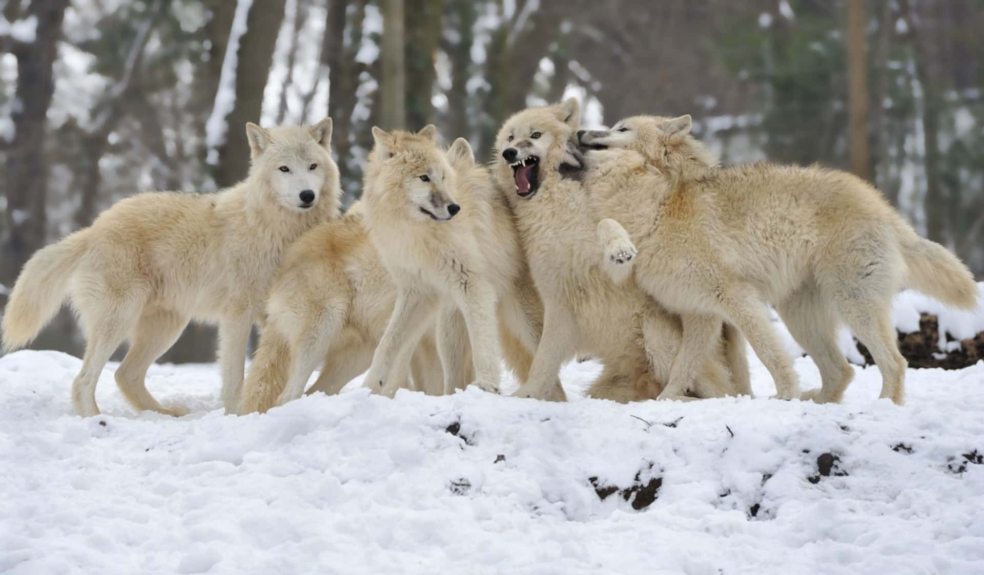wolf pack, white wolves, snowy forest, Full HD Desktop Wallpaper
