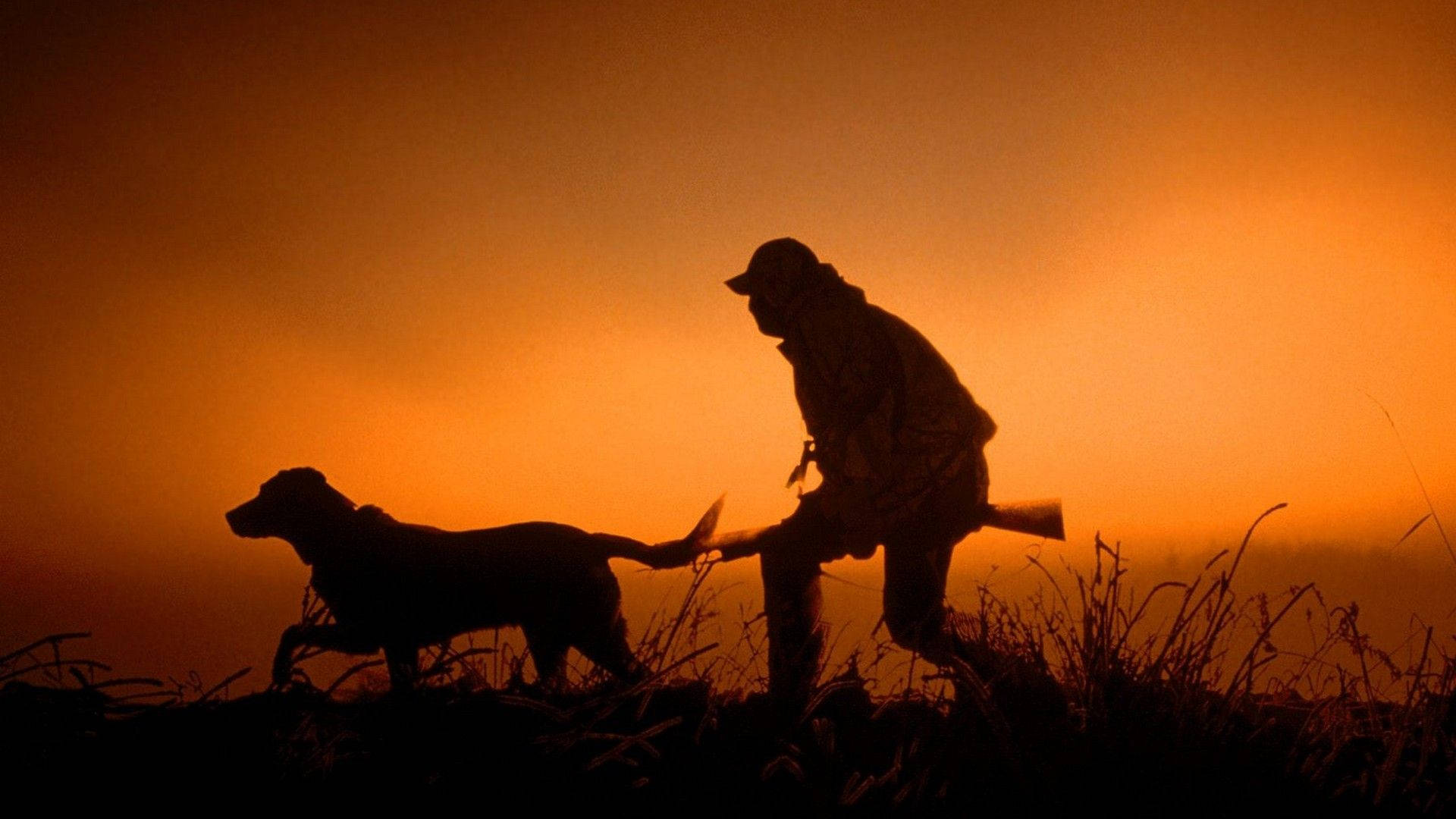 Hunting Wolves, fiery orange sunset, grassy field, Full HD Desktop Wallpaper