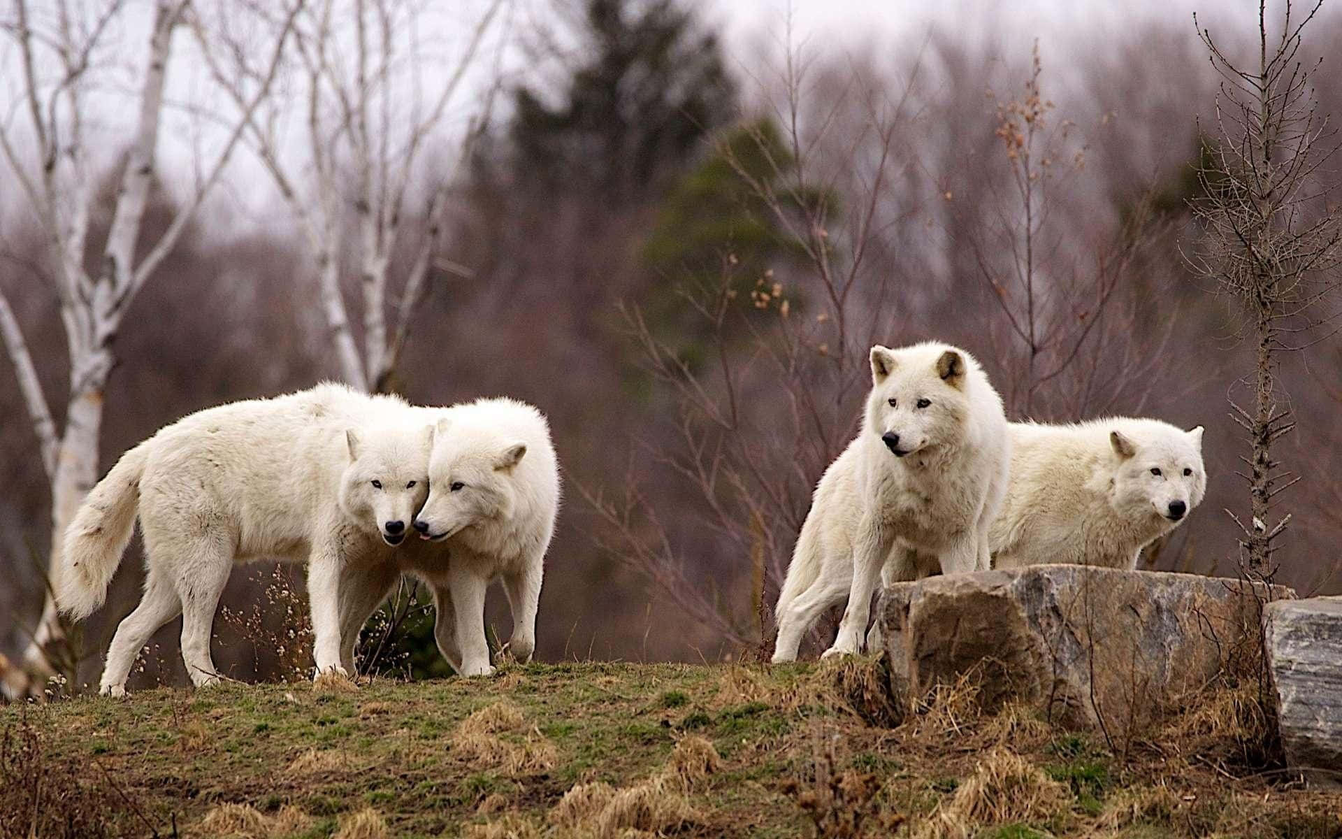 wolf pack, white wolves, grassy hillside, Full HD Desktop Wallpaper