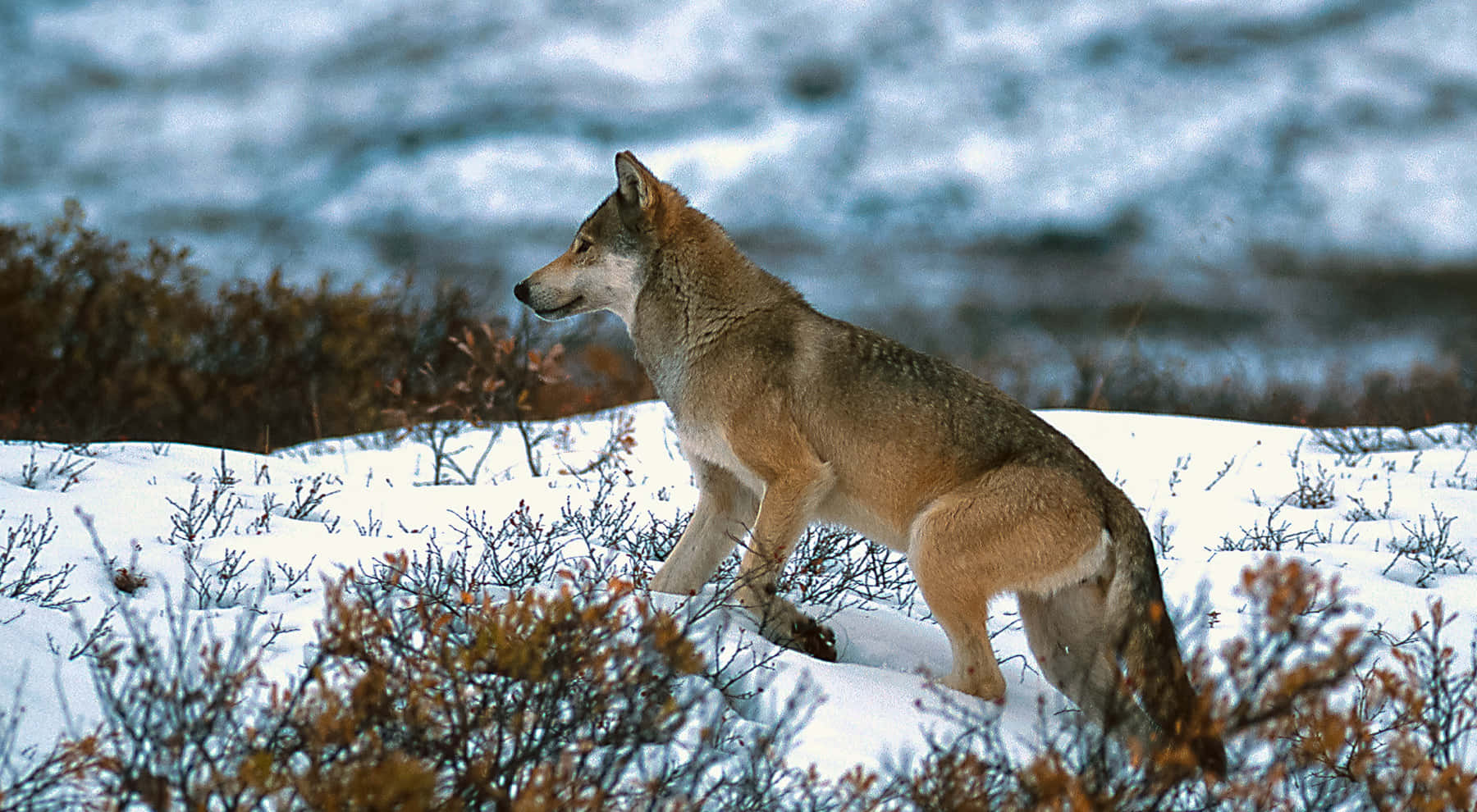 Hunting Wolves, snowy tundra, frostbitten shrubs, HD Desktop Wallpaper