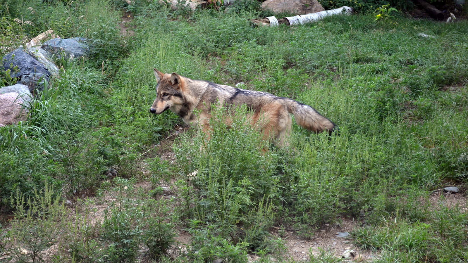 Hunting Wolves, gray and brown fur, tall green grass, HD Desktop Wallpaper