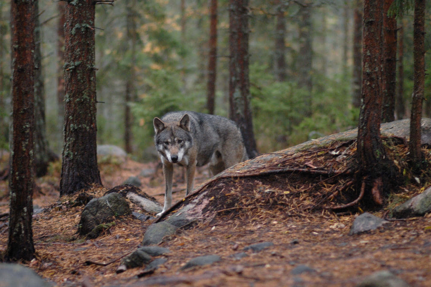Hunting Wolves, gray wolf, mossy forest floor, HD Desktop Wallpaper