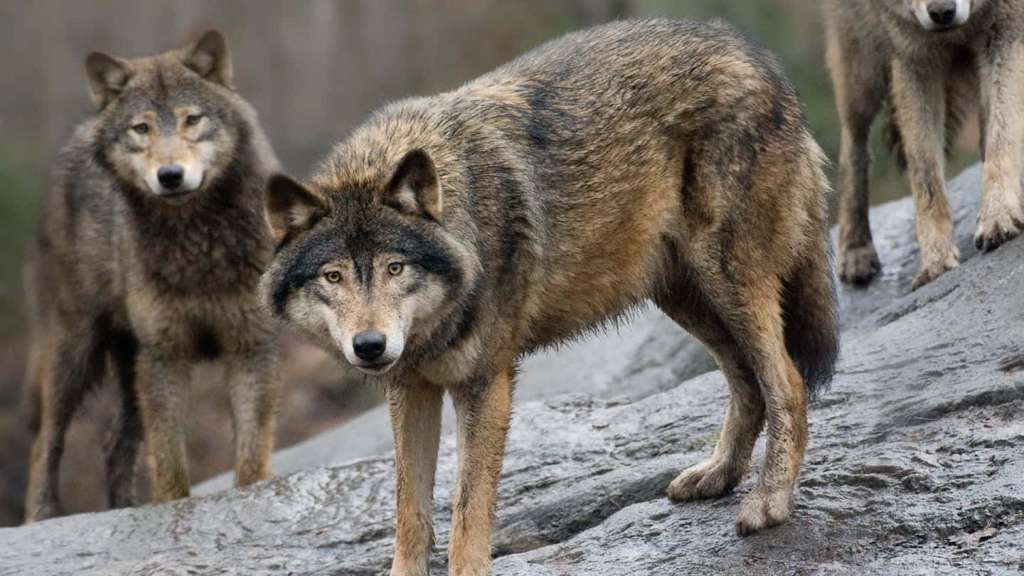 Hunting Wolves, three wolves, thick brown and gray fur, HD Desktop Wallpaper