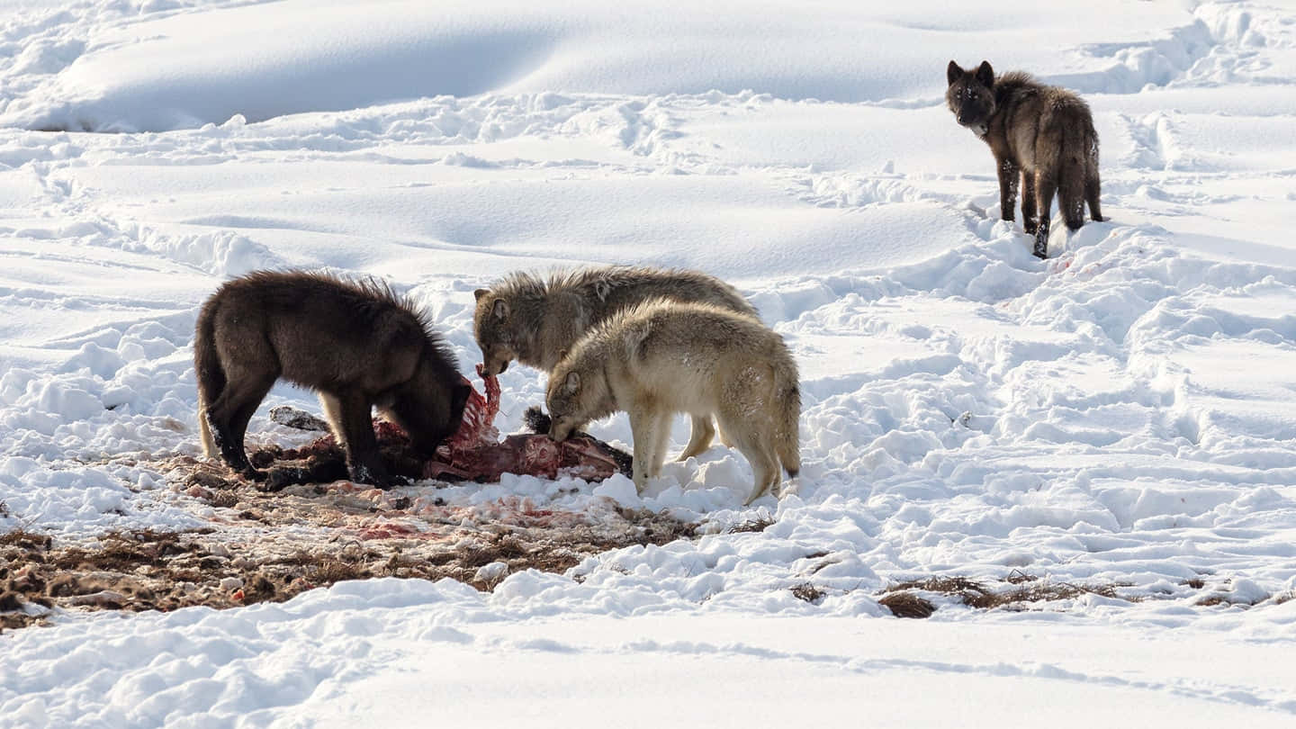 Hunting Wolves, wolf pack, snowy field, HD Desktop Wallpaper