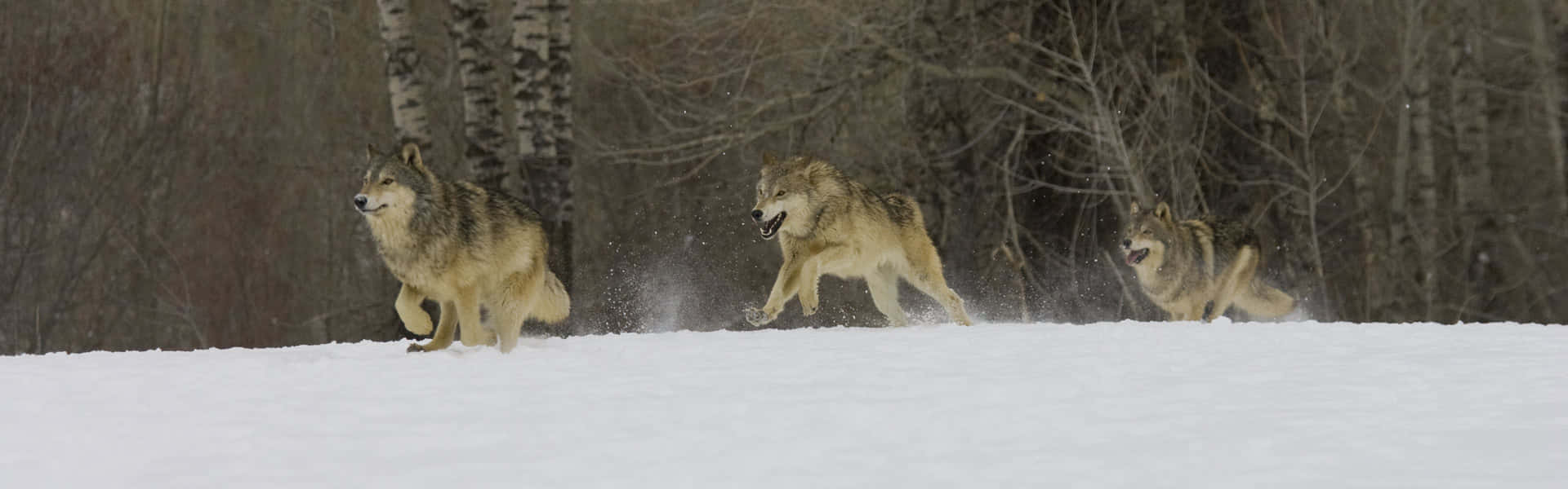Hunting Wolves, snowy field, bare trees, Full HD Desktop Wallpaper
