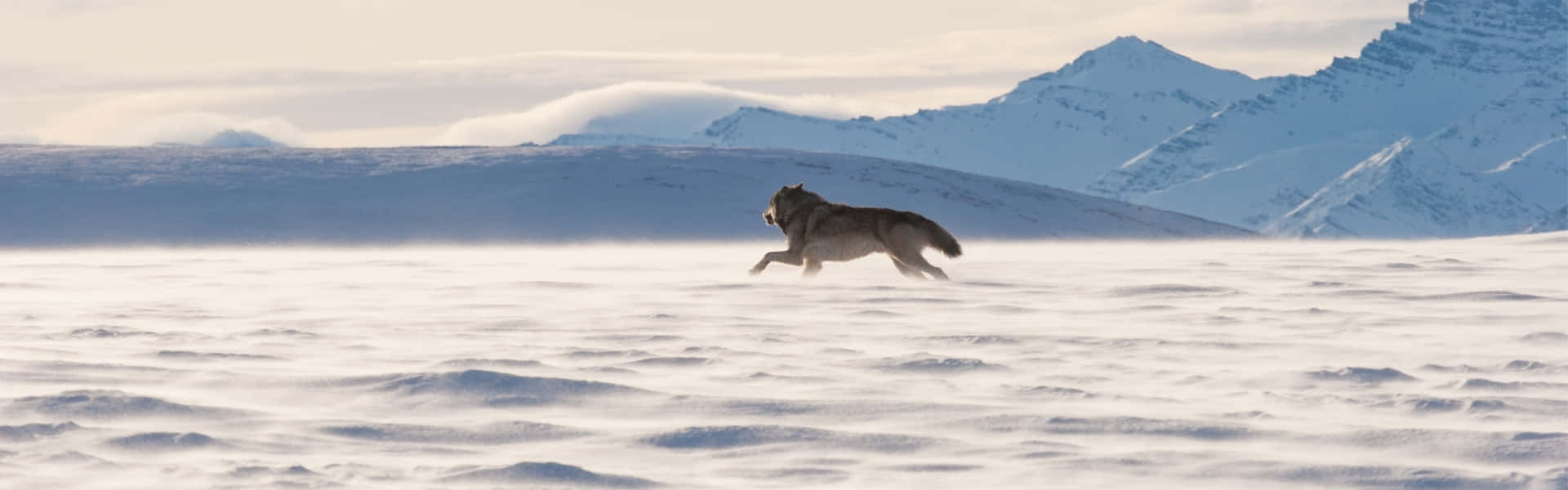 Hunting Wolves, snowy plain, snow-capped mountains, Full HD Desktop Wallpaper