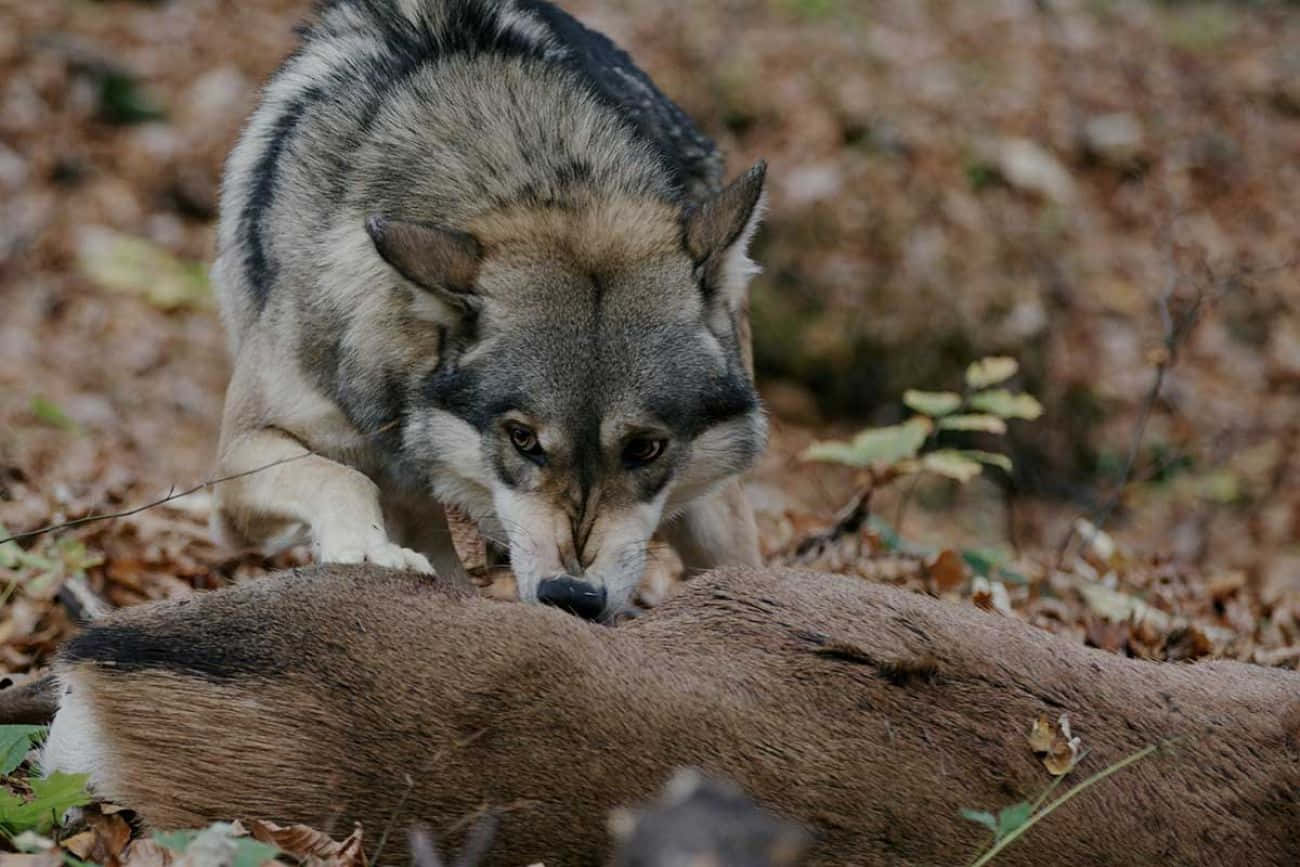Hunting Wolves, gray wolf, deer carcass, HD Desktop Wallpaper