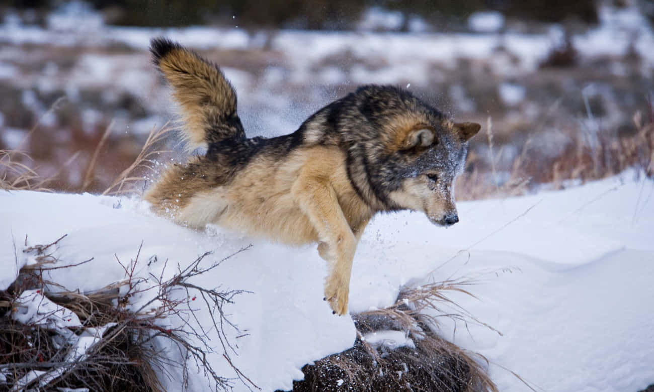 Hunting Wolves, snowy field, wolf, HD Desktop Wallpaper