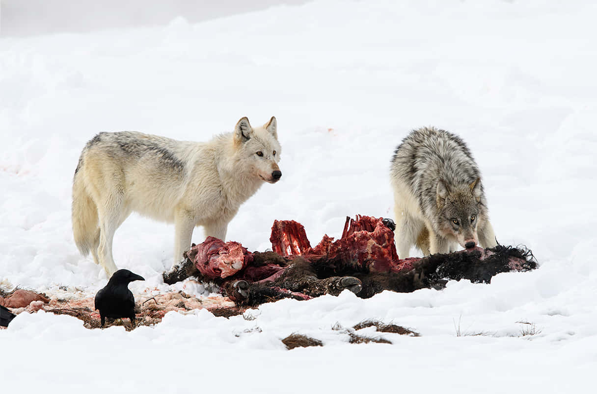 Hunting Wolves, snowy wilderness, overcast skies, SD Desktop Wallpaper