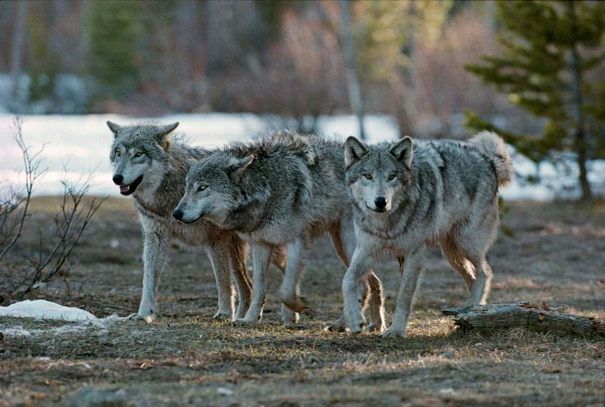 Hunting Wolves, gray wolves, snowy forest clearing, SD Desktop Wallpaper
