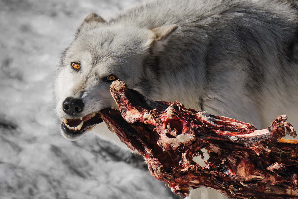 Hunting Wolves, gray wolf, amber eyes, SD Desktop Wallpaper