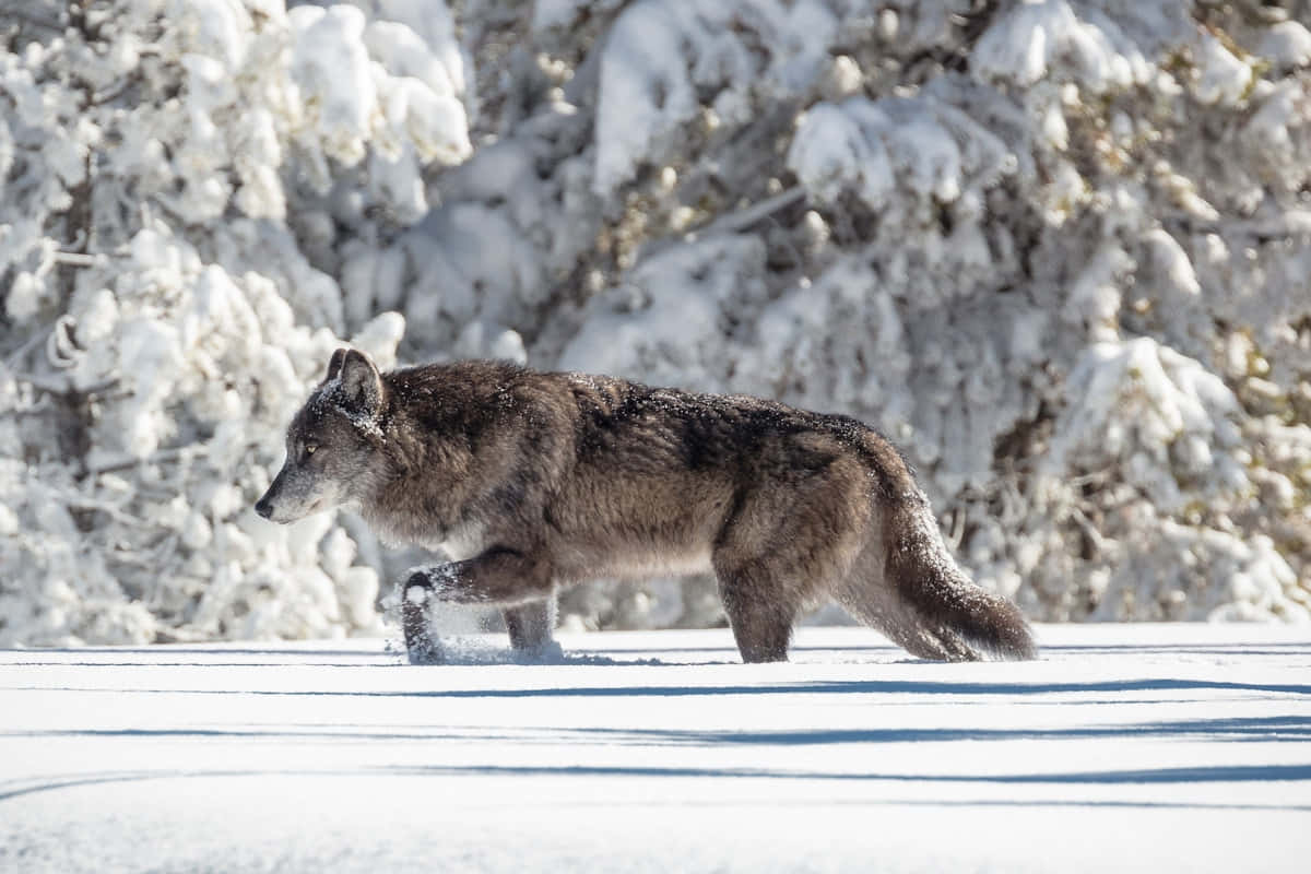 Hunting Wolves, gray wolf, deep snow, SD Desktop Wallpaper