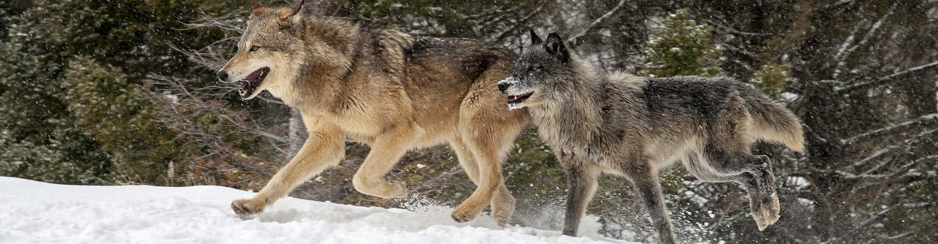 Hunting Wolves, wolves, dusk, Full HD Desktop Wallpaper