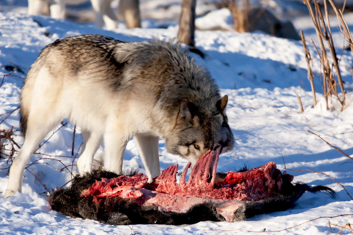 Hunting Wolves, gray wolf, snowy winter forest, SD Desktop Wallpaper