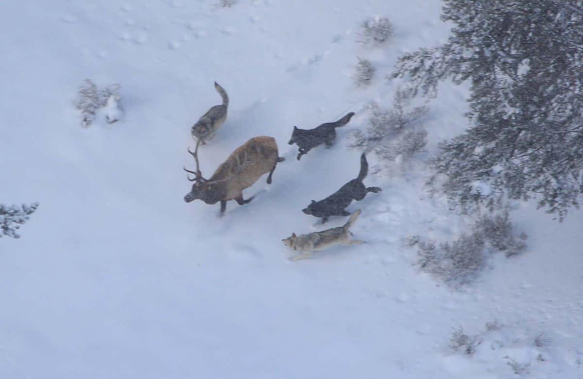 Hunting Wolves, wolves, elk, SD Desktop Wallpaper