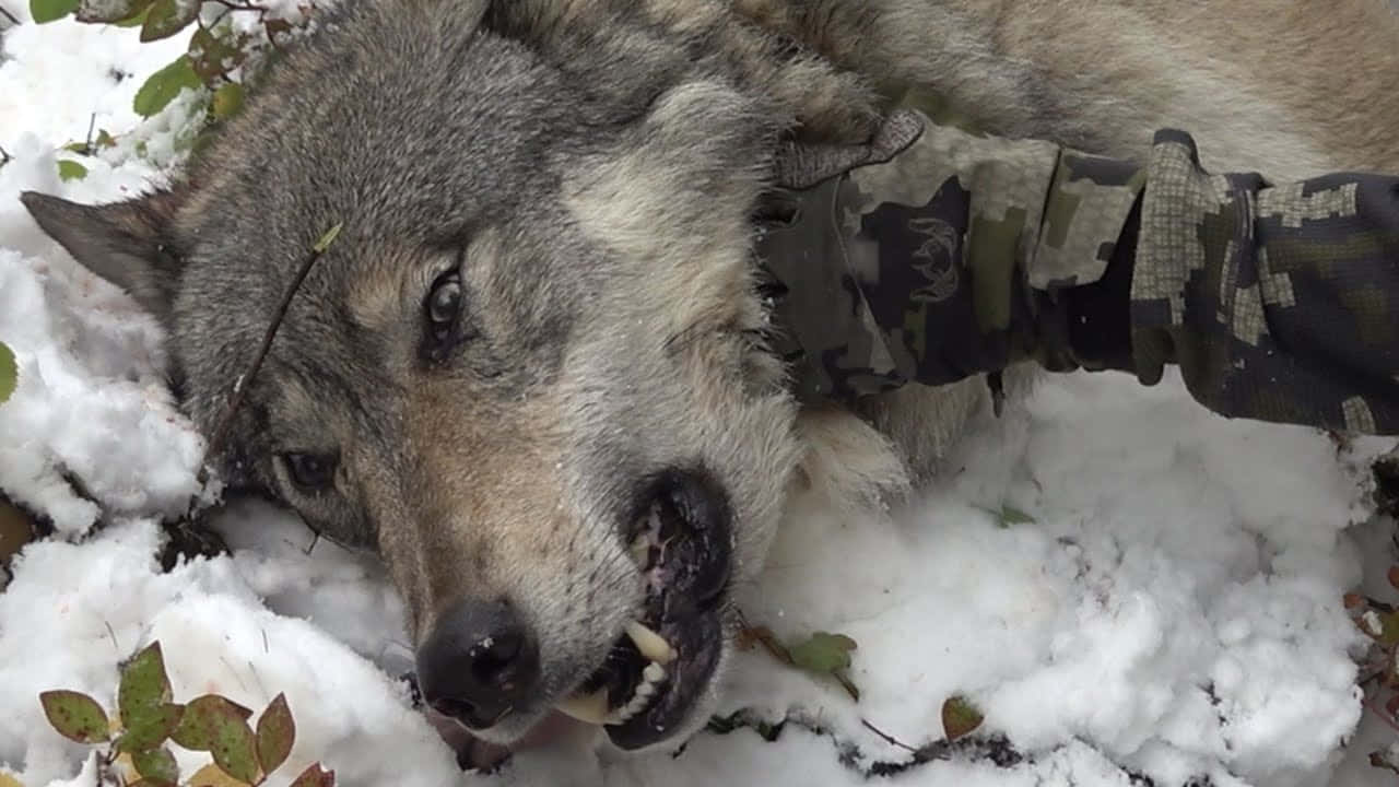 gray wolf, snowy forest, snow, HD Desktop Wallpaper