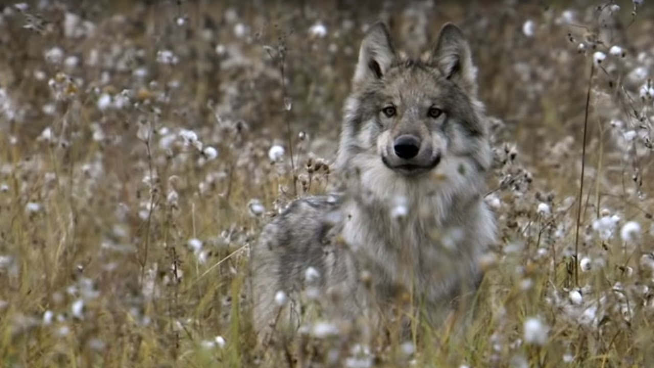 hunting wolves, gray wolf, piercing eyes, HD Desktop Wallpaper