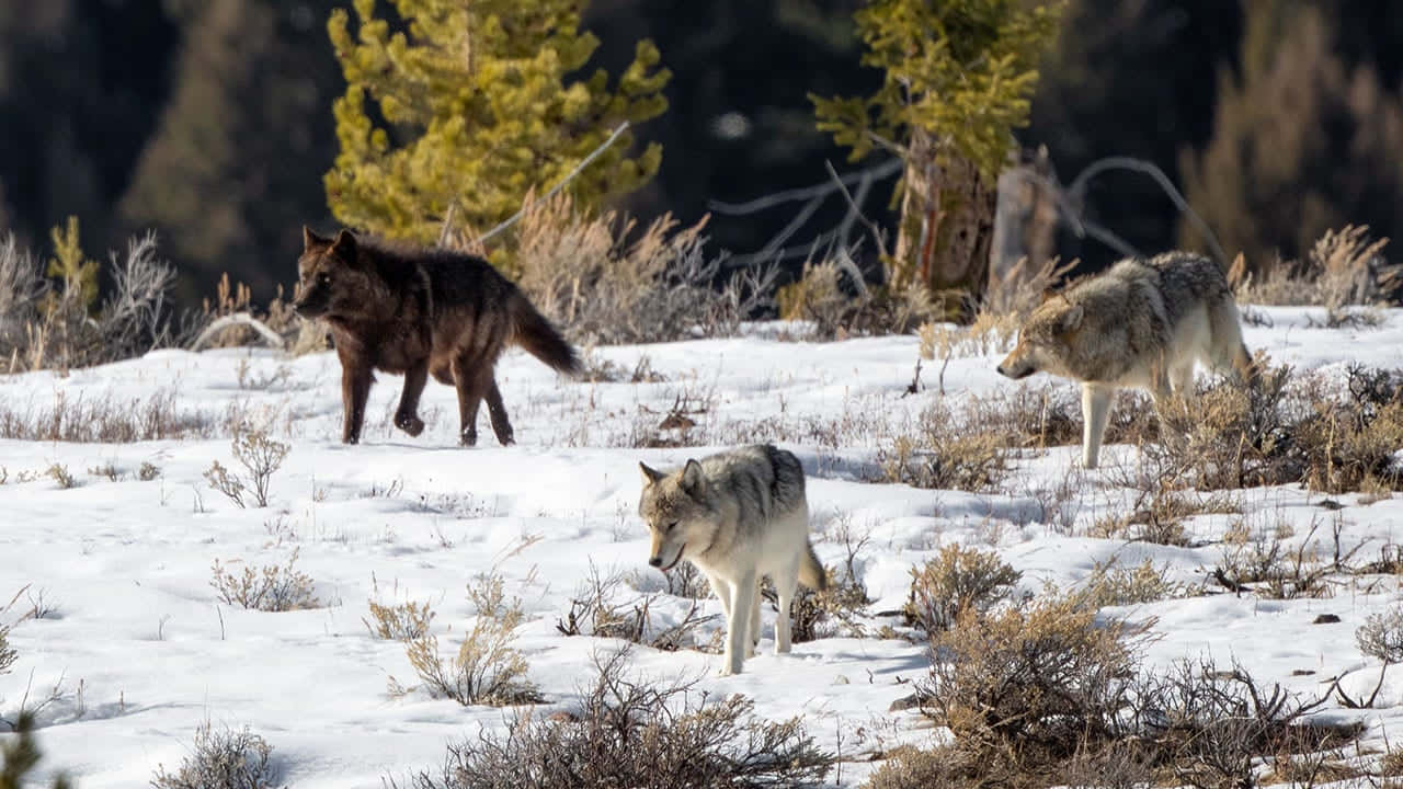 Hunting Wolves, snowy field, frosty shrubs, HD Desktop Wallpaper
