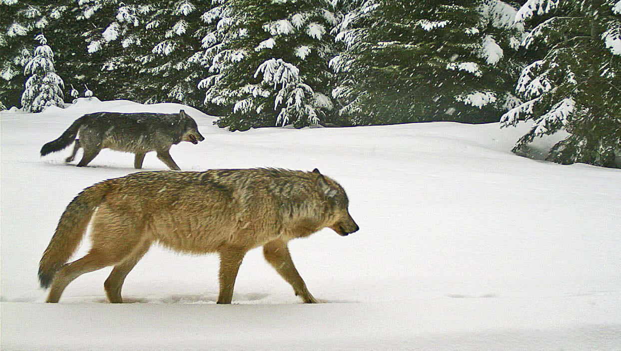 Hunting Wolves, wolves, snow, SD Desktop Wallpaper
