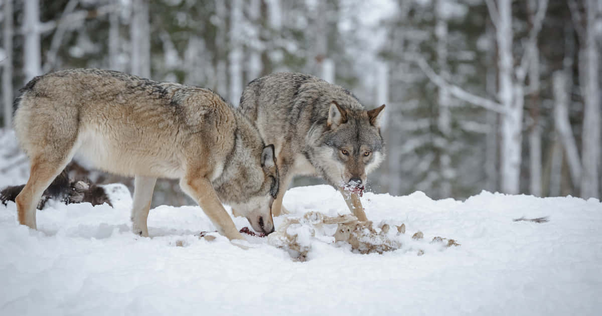 Hunting Wolves, wolves, snowy forest, SD Desktop Wallpaper