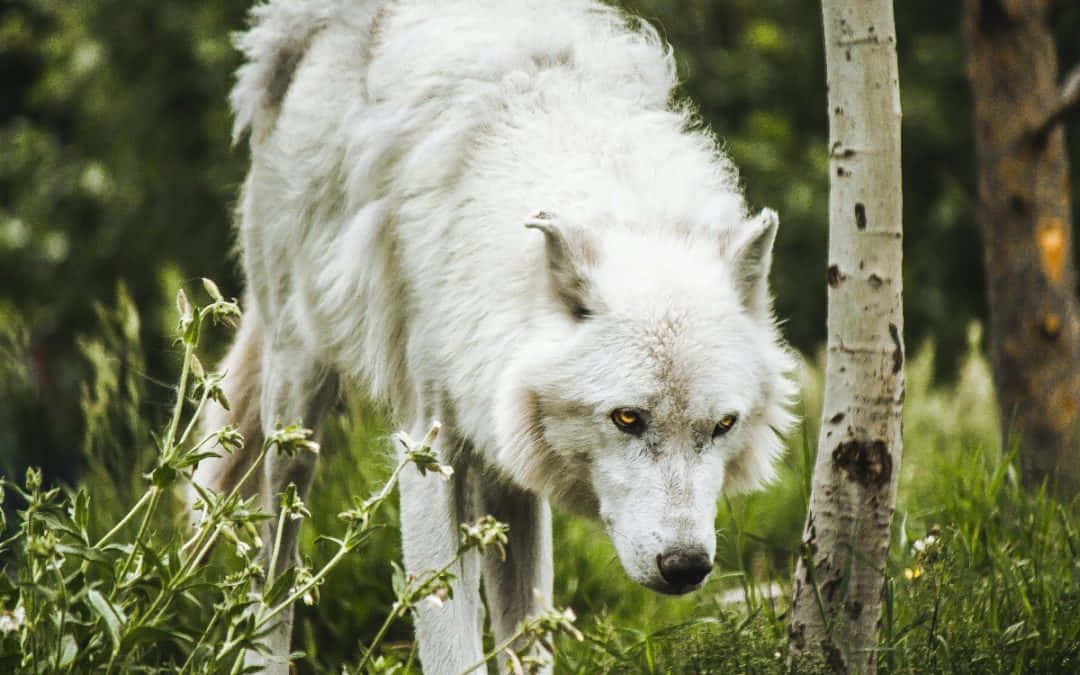 Hunting Wolves, white wolf, amber eyes, SD Desktop Wallpaper
