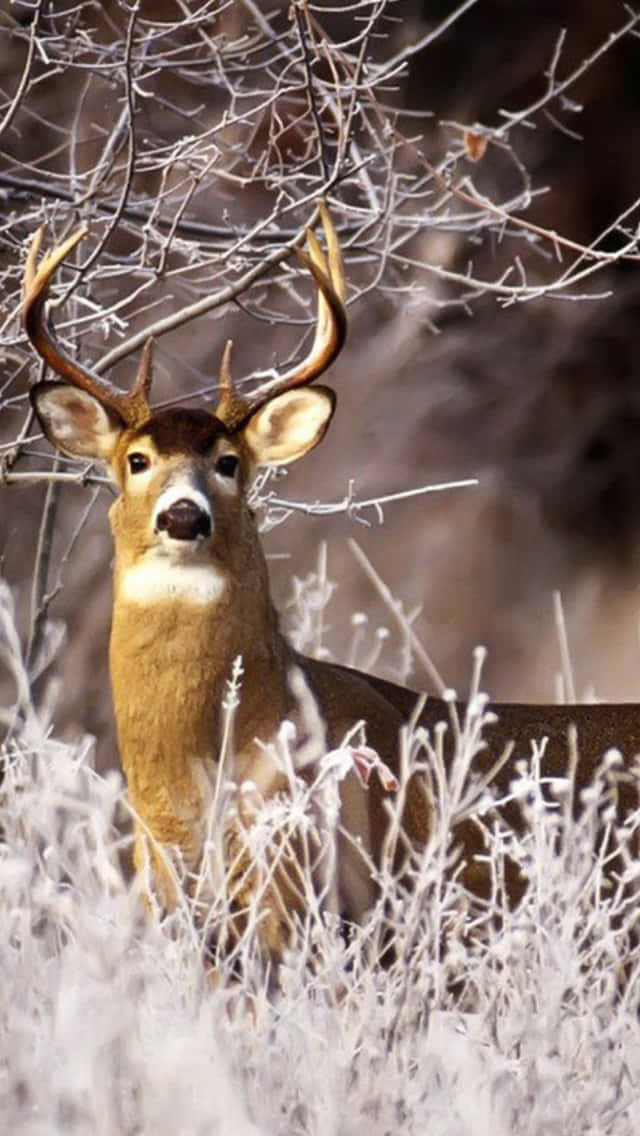Deer Hunting, buck, large antlers, SD Phone Wallpaper