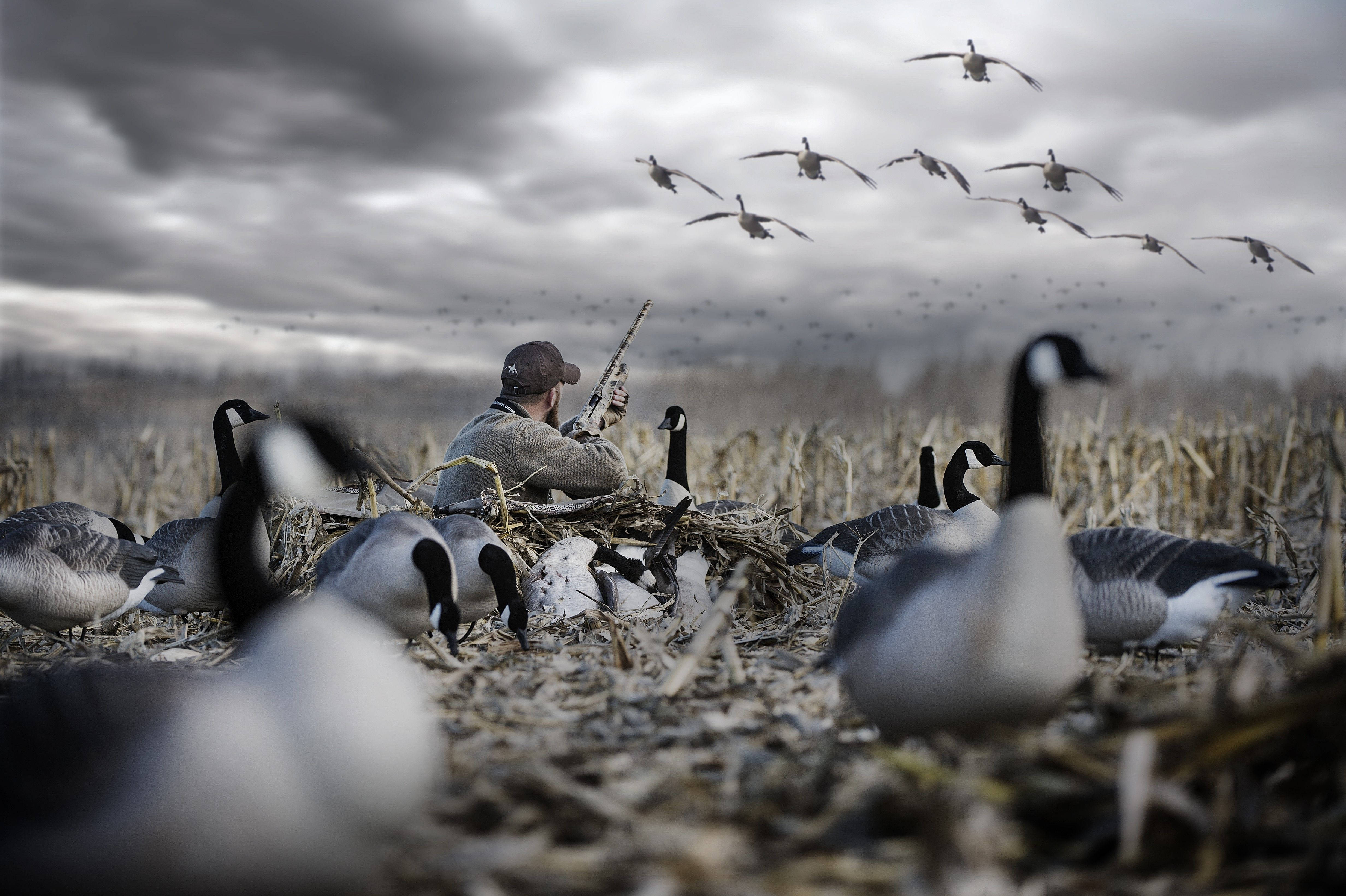hunting, wild geese, hunter, 4K Desktop Wallpaper