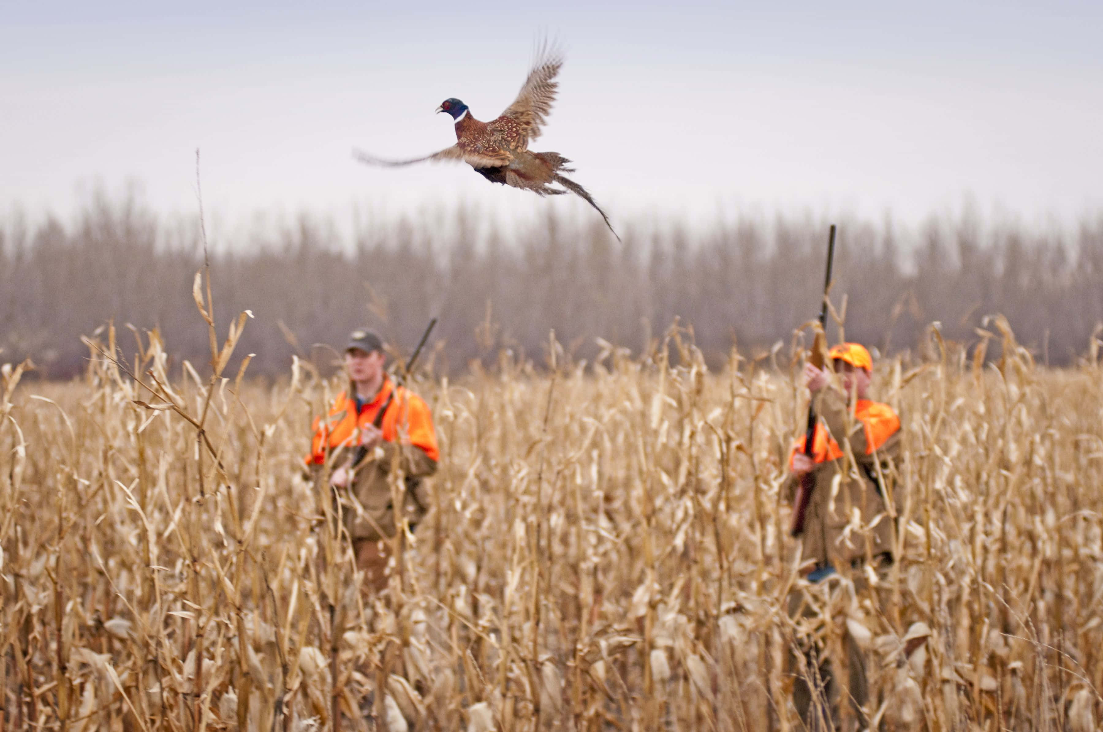 Hunting, orange gear, cornfield, 2K Desktop Wallpaper