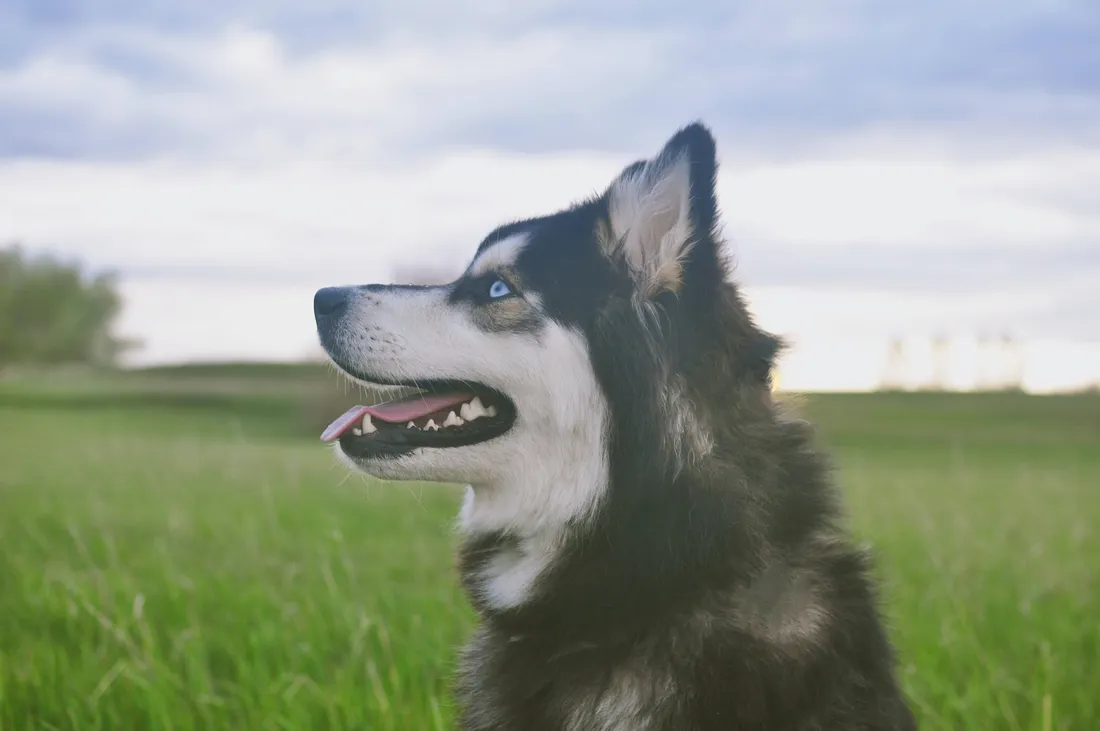 Husky Puppy