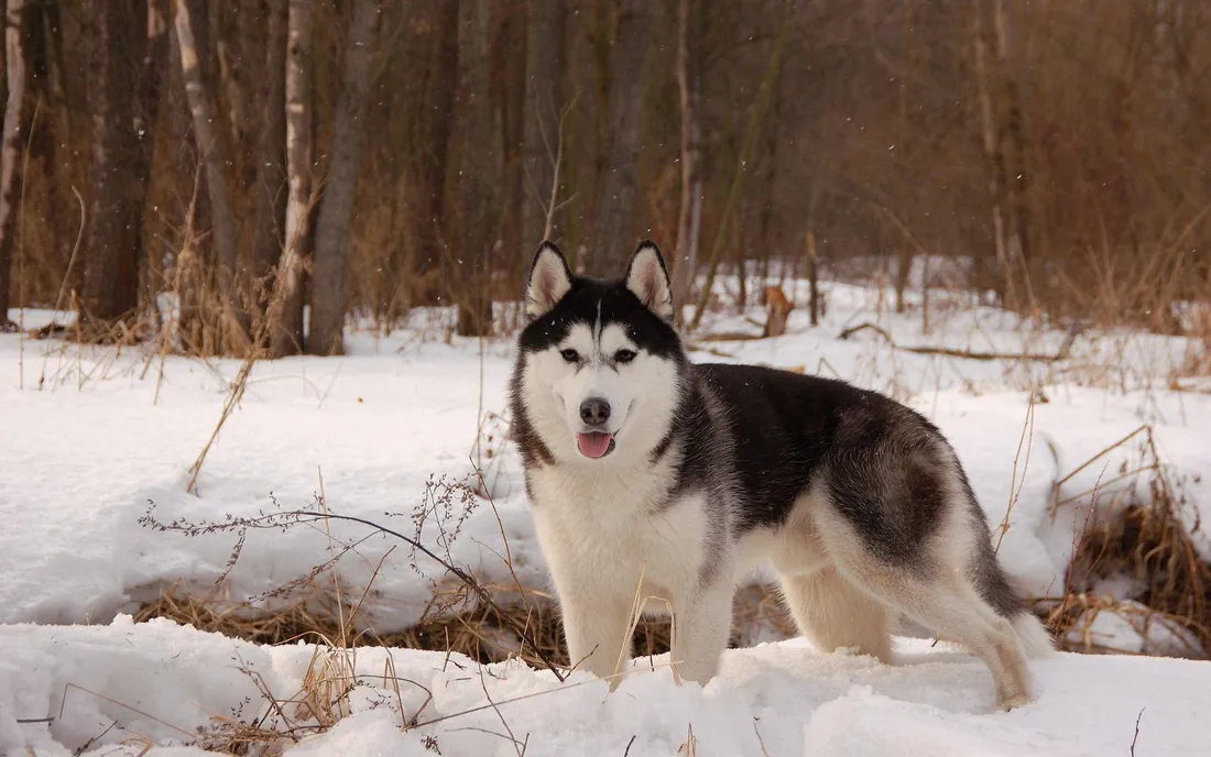 Husky Wallpapers