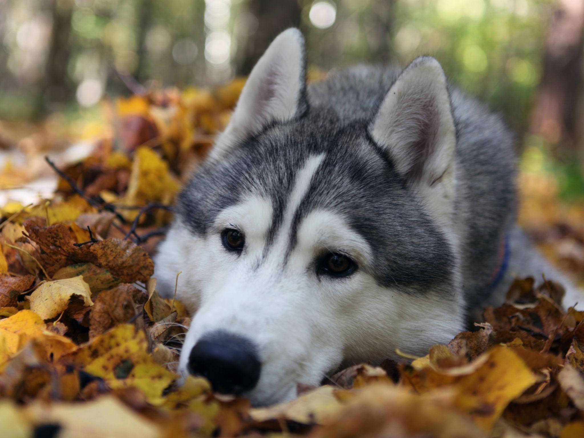 Husky, golden autumn leaves, sunlit forest, Full HD Desktop Wallpaper