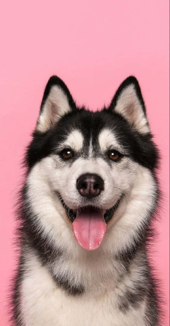 Husky, black and white fur, pink tongue, SD Phone Wallpaper