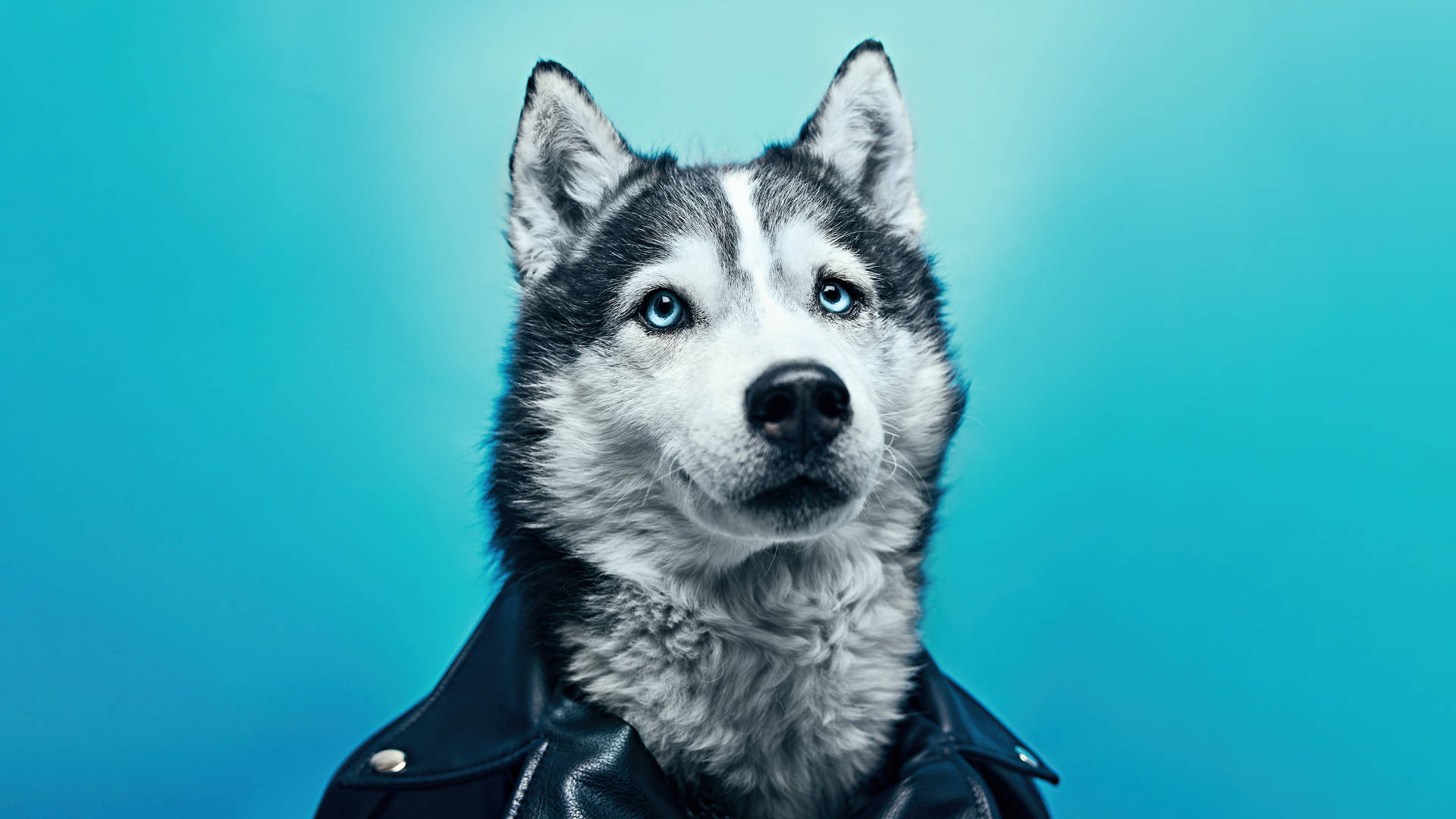 Husky, black leather jacket, piercing blue eyes, Full HD Desktop Wallpaper