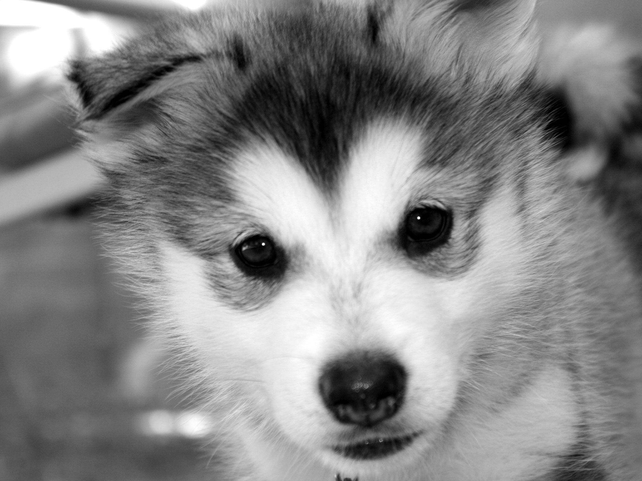 husky, fluffy husky puppy, black and white portrait, Full HD Desktop Wallpaper