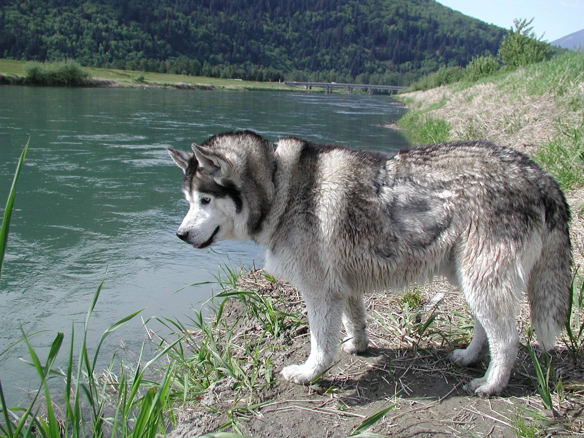 Husky, lake, riverbank, Full HD Desktop Wallpaper