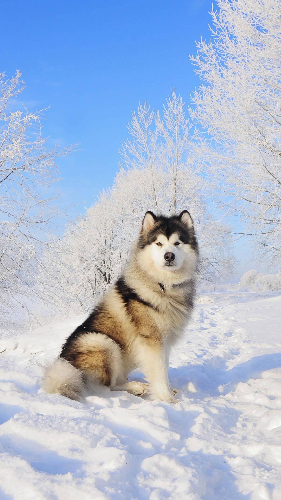 Husky, Alaskan Malamute, deep snow, Full HD Phone Wallpaper