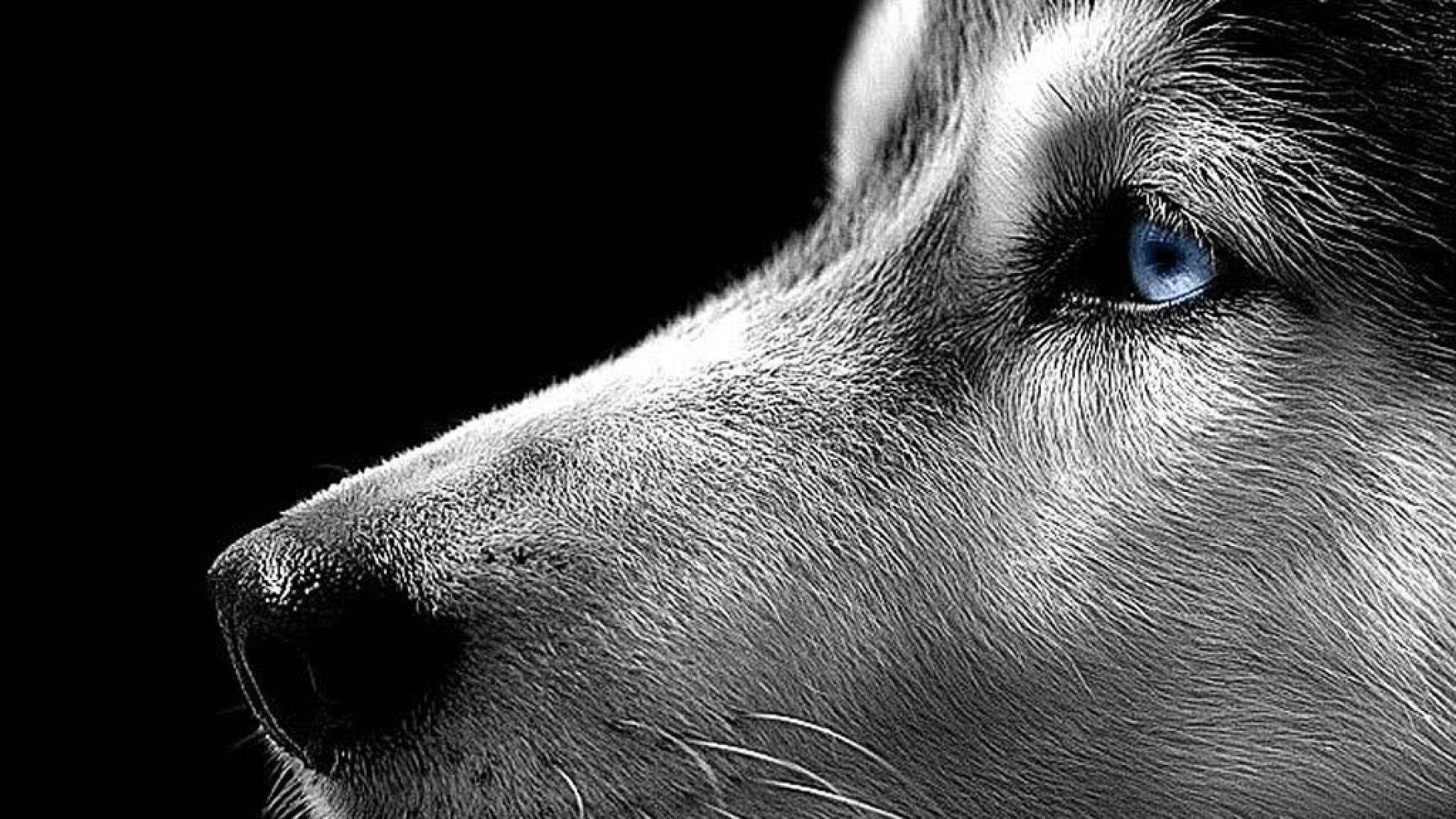 husky, black and white, piercing blue eyes, 2K Desktop Wallpaper