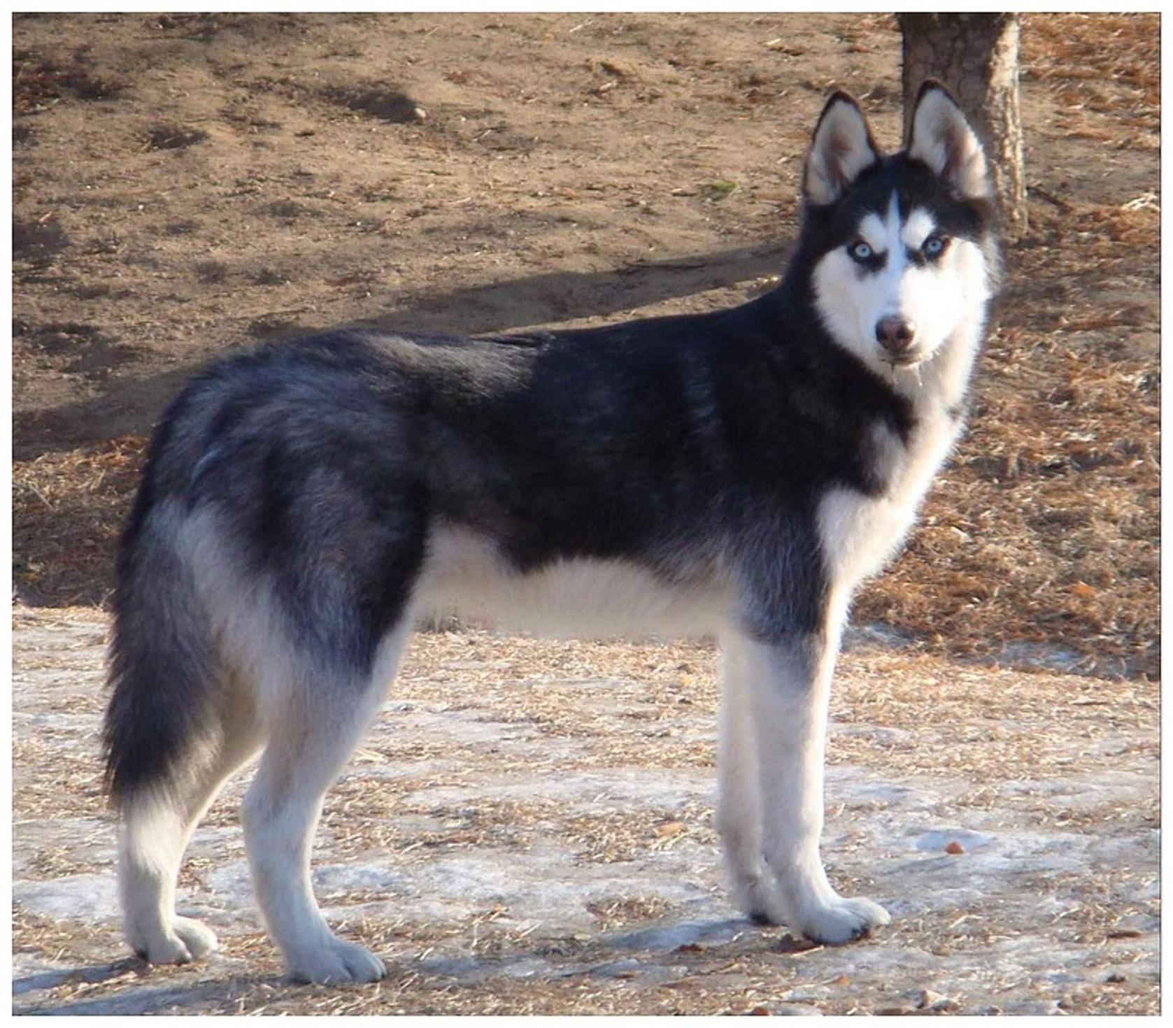 black and white Siberian Husky, striking blue eyes, perked ears, HD Desktop Wallpaper
