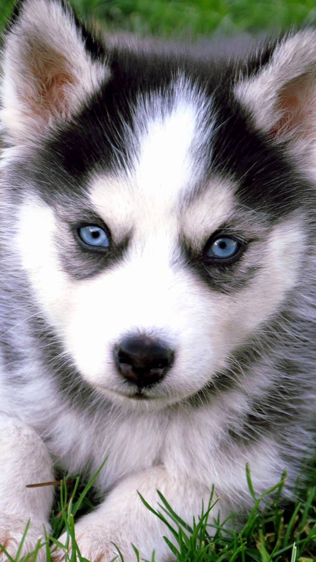 blue eyed husky puppy, fluffy husky puppy, piercing blue eyes, Full HD Phone Wallpaper