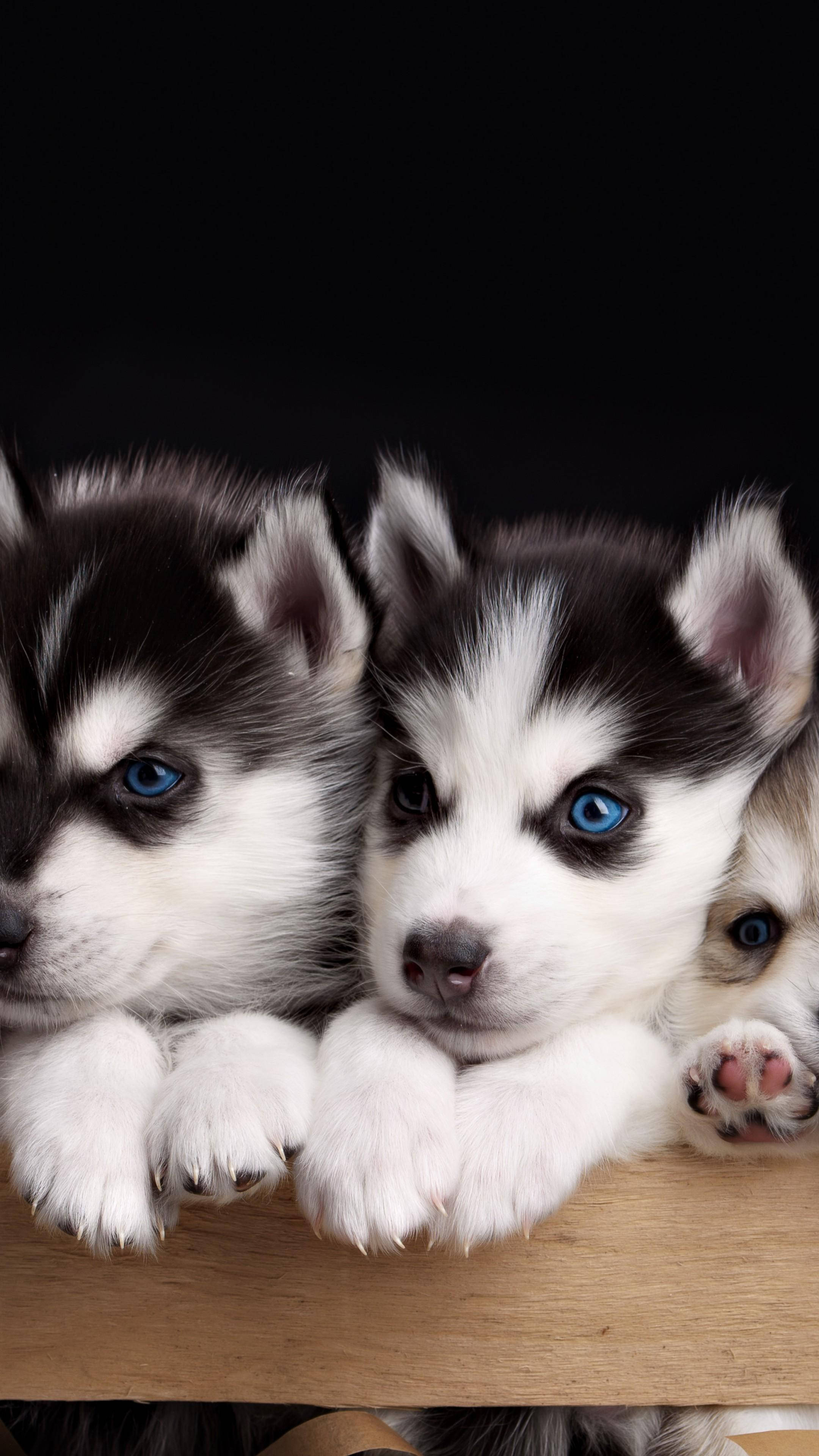 husky puppies, blue eyes, wooden ledge, 4K Phone Wallpaper