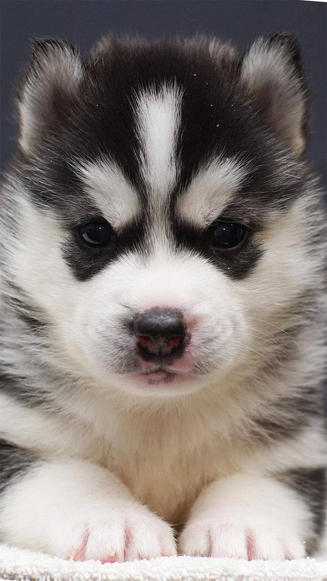 husky puppy, black and white fur, close-up, Full HD Phone Wallpaper